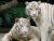 Zoo de Singapur