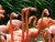 Parque de las Aves Jurong