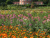 Rosendal Garten